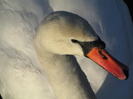 SX12272 Close up white swan.jpg